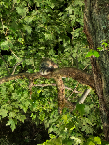 Ringtail observed by mandysm