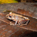 Pristimantis adnus - Photo (c) 118045436407732272621, all rights reserved, uploaded by 118045436407732272621