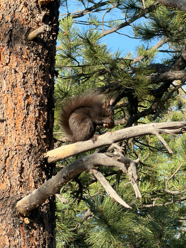 Abert's Squirrel observed by ranger_alex