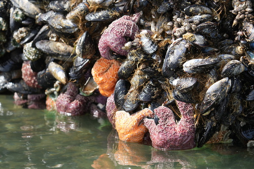 Mytilus californianus