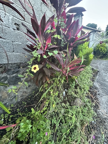 Black-eyed Susan vine