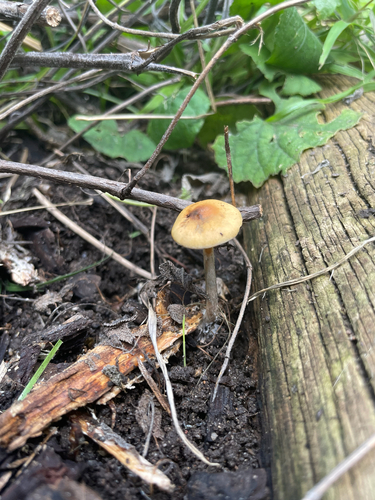 Psilocybe subaeruginosa