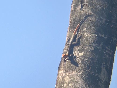 Peters's Rock Agama