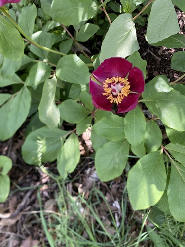 Wild Peony
