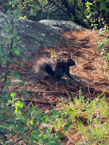 Abert's Squirrel observed by juddpatterson