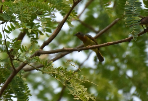 Ruby-cheeked Sunbird