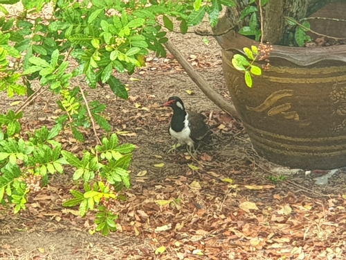 Red-wattled Lapwing