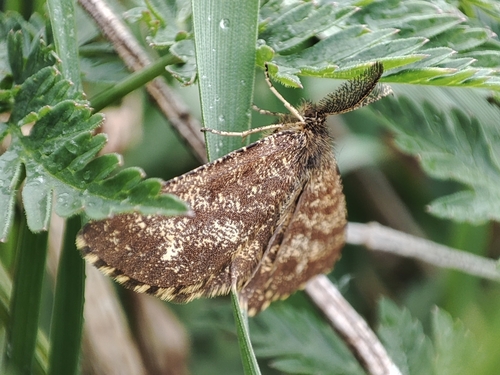 Common Heath