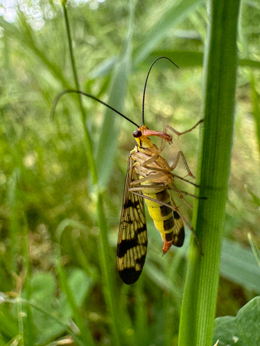 Lacedaemonian Scorpionfly