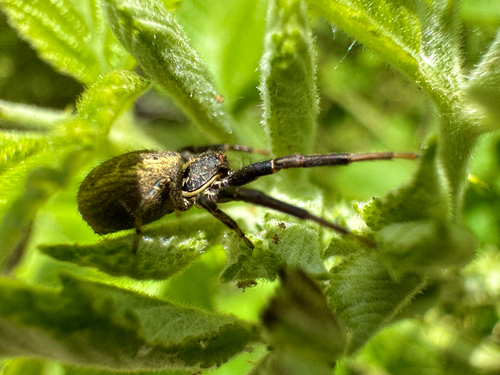 Coriarachnini
