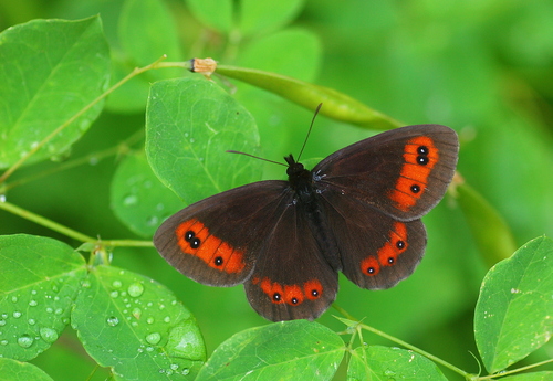 Scotch Argus