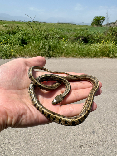 grass snake
