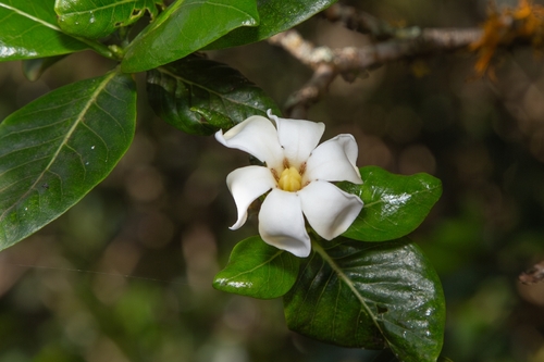 Gardenia brighamii