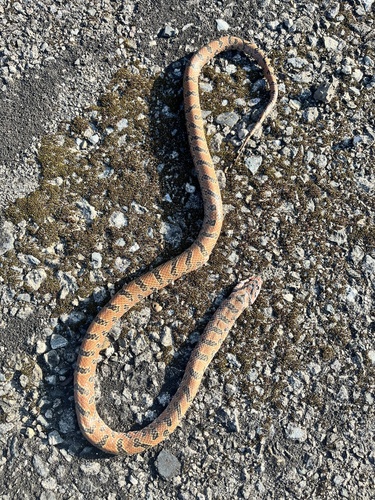 Japanese Forest Ratsnake