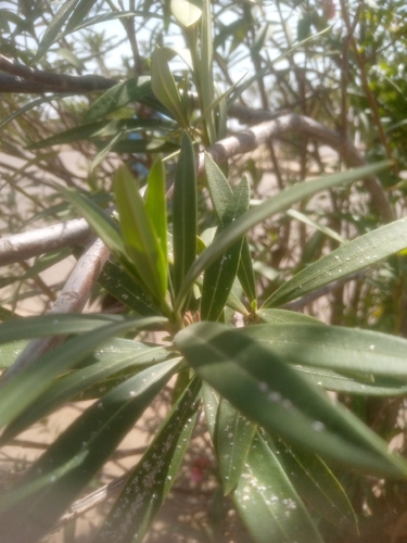 oleander