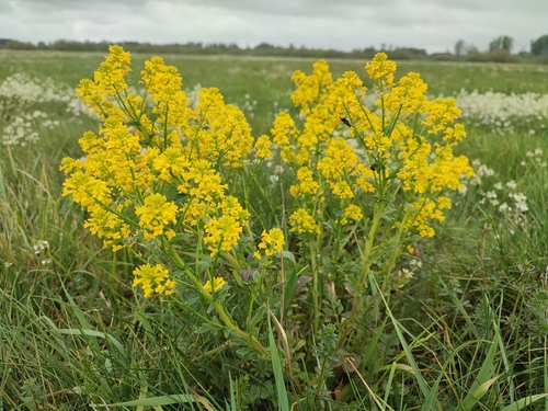 bitter wintercress
