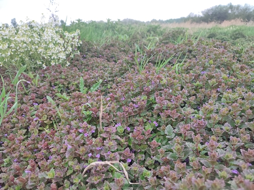 ground-ivy