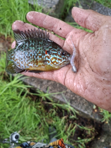 Lepomis gibbosus
