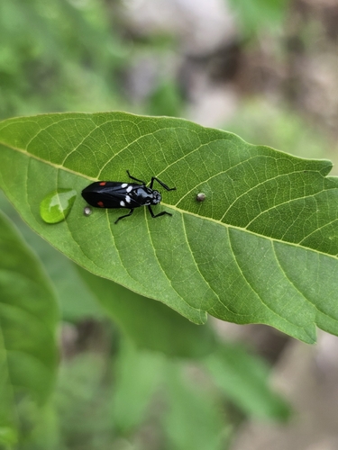 Sugarcane Spittlebug