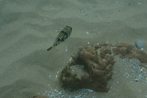Tetractenos glaber
