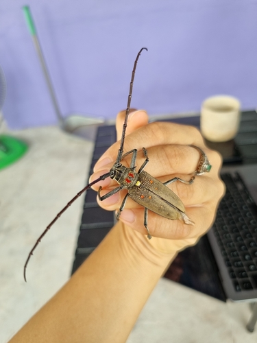 Mango Stem Borer
