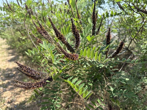 false indigo bush