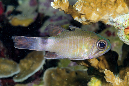 Nectamia savayensis