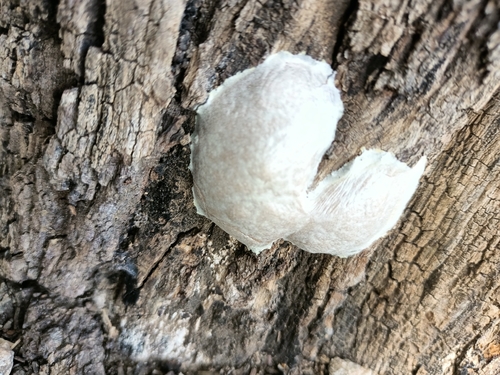 False Puffball