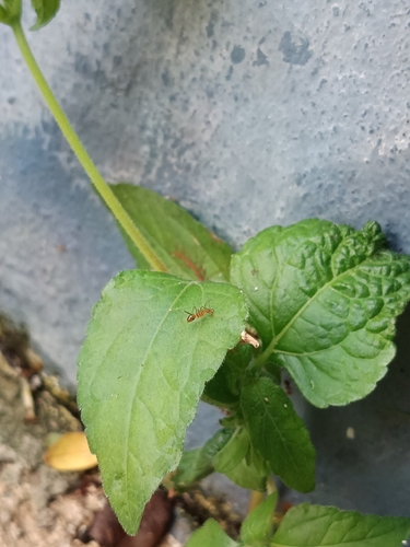 Yellow Crazy Ant