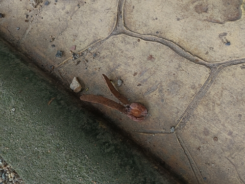 Dipterocarpus alatus