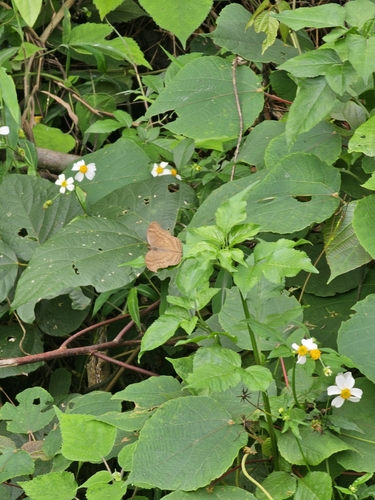 Chocolate Pansy