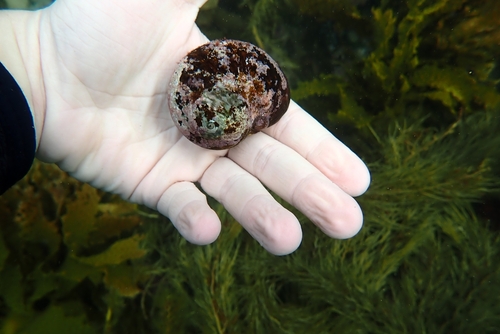 Lunella undulata