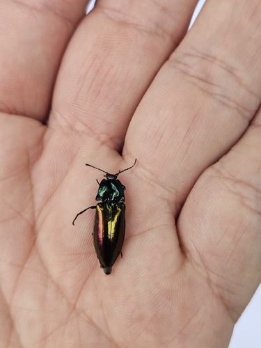 Campsosternus dohrni