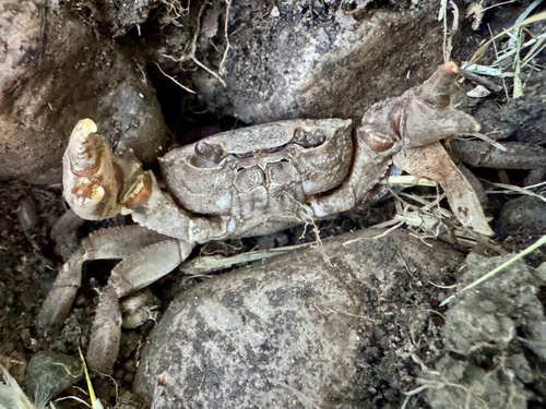 Mediterranean Freshwater Crab