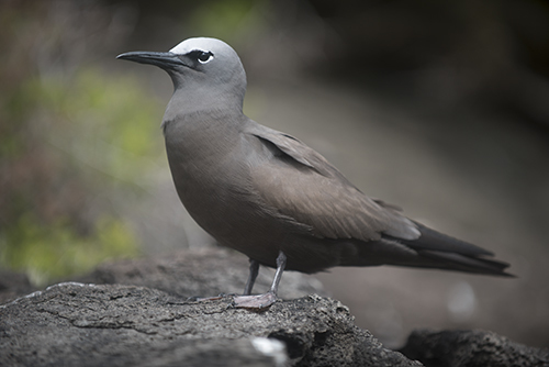 Brown Noddy photo