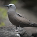 Brown Noddy - Photo (c) ianhutton, all rights reserved, uploaded by ianhutton