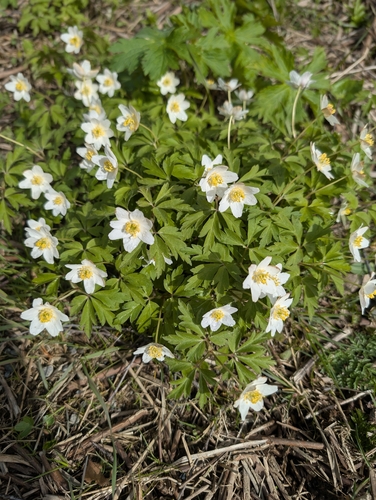 wood anemone