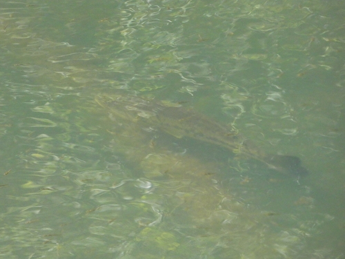 Micropterus nigricans
