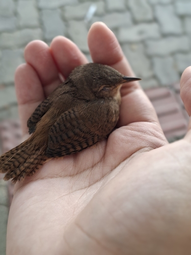 Southern House Wren