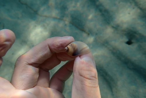 Conuber conicum