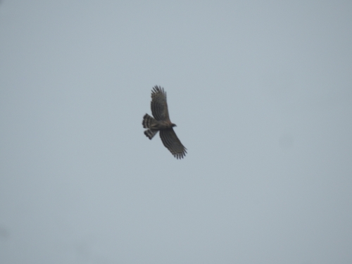 Mountain Hawk-Eagle