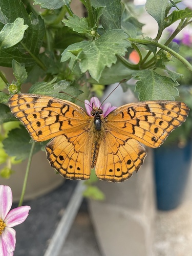Variegated Fritillary
