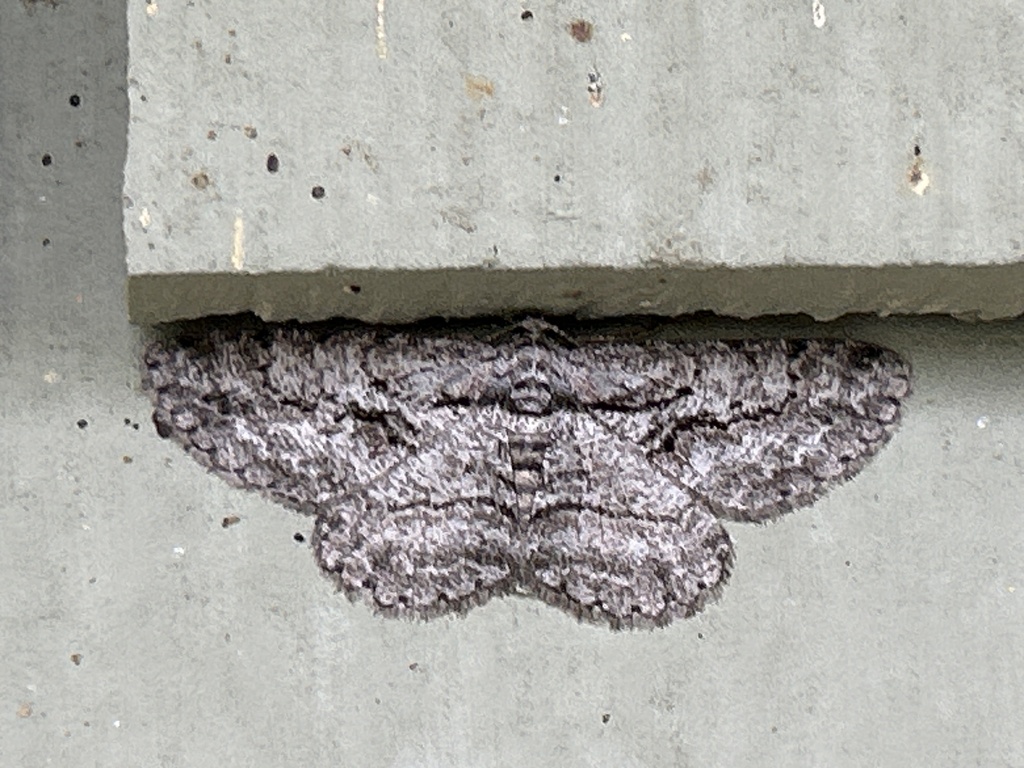 North American Common Gray from Alpha Ridge Park, Marriottsville, MD ...
