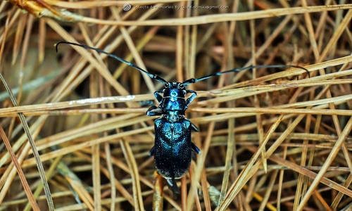 Anameromorpha