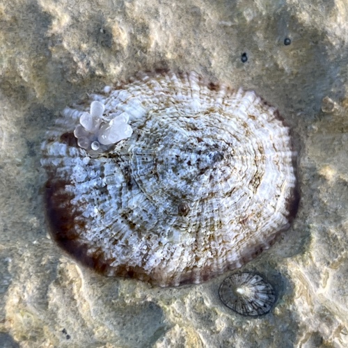 Patella caerulea