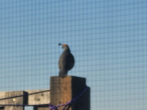 Gambel's Quail observed by patrick56019