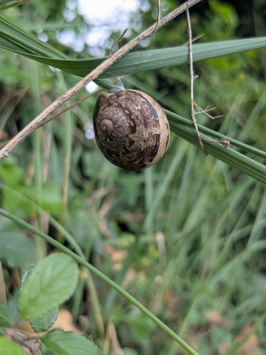 Cornu aspersum