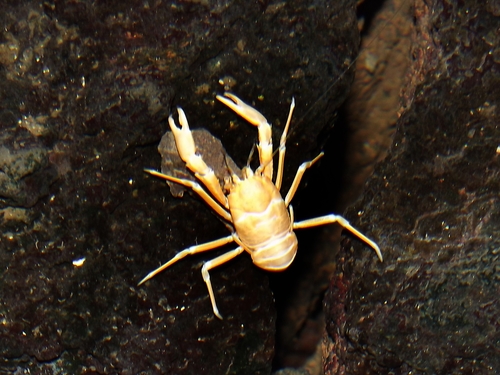 Munidopsis polymorpha Koelbel, 1892