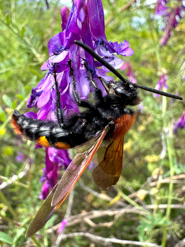 Mammoth Scoliid Wasp