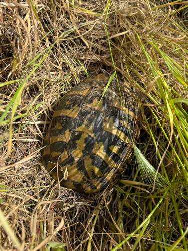 Boettger's Tortoise